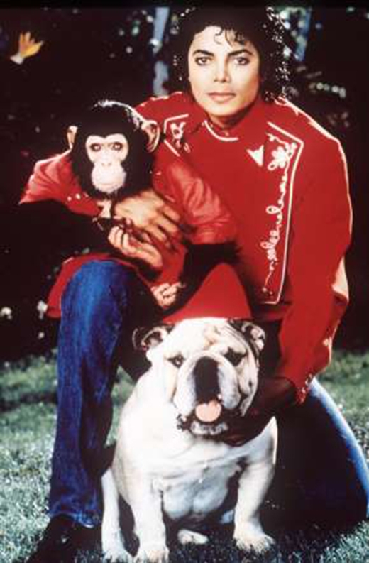 
	
	'Ông hoàng' nhạc pop Michael Jackson đã mua một chú tinh tinh từ một cơ sở nghiên cứu ở Texas. Ông đã rất yêu thương và chăm lo cho chú tinh tinh này.